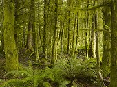 a lush forest; tofino british columbia canada