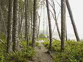 a path in the forest along the shore of comber beach; tofino british columbia canada