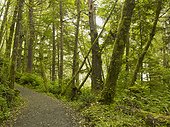 a path through the forest at comber beach; tofino british columbia canada
