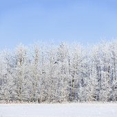 hoar frost on the trees against a soft blue sky backdrop; st. albert alberta canada