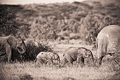 elephants walking in a row; samburu kenya