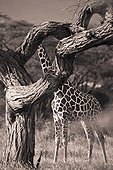 a giraffe (giraffa camelopardalis) hiding behind a tree; samburu kenya