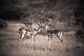 two antelopes together in a field; samburu kenya
