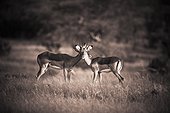 two antelopes in a field; samburu kenya