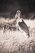 a large bird stands in the grass; samburu kenya
