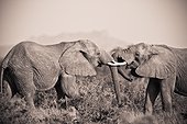 two elephants with their trunks touching; samburu kenya