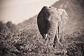 an elephant walking in the bush; samburu kenya