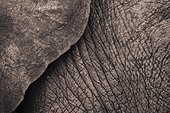 close-up of an elephant's skin; samburu kenya