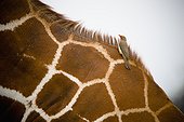 close-up of a giraffe with a bird sitting on it's back; samburu kenya