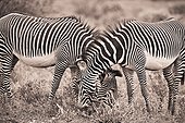 two zebras grazing together; kenya