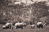 a group of elephants; kenya