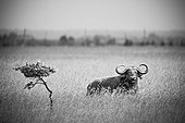 a wildebeest in a field; kenya