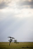 a tree in a vast flat landscape; kenya