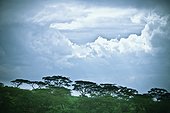 trees under a cloudy sky; kenya