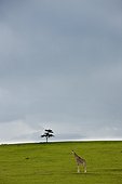 a lone giraffe and tree in a wide open space; kenya