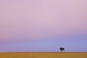 a lone tree against the horizon at sunset; kenya