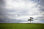 a lone tree in a grass field; kenya