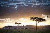 trees and animals across an african landscape at sunset; kenya