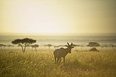 an antelope walks in the grassland at sunset; kenya