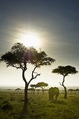 an elephant walks among the trees; kenya