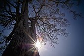 the sunlight shines behind a tree trunk; kenya