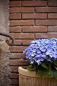 blue daisies in a flower pot against a brick wall; genoa liguria italy