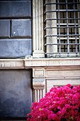pink flowers in front of a barred window; genoa liguria italy
