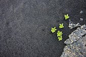 small green plants growing in the black silt; iceland