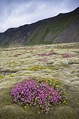 bunches of purple wildflowers growing on a rugged terrain; iceland