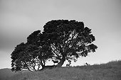 silhouette of a tree with sheep standing underneath; new zealand