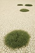 clumps of grass growing through cracked earth; new zealand