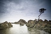 a lone tree grows out from the rocks along the shoreline; new zealand