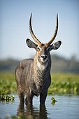 an antelope standing in shallow water; kenya