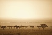 trees on the savannah at sunset; masai mara kenya