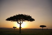 trees on the savannah with the sun glowing at sunset; masai mara kenya