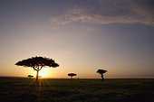 trees on the savannah with the sun glowing at sunset; masai mara kenya