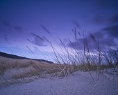 long grass in the sand; umpqua oregon united states of america
