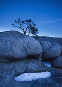 a tree growing from the rocks with small piles of snow; lake tahoe california united states of america