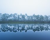 trees along the shoreline reflected in the tranquil water; pensacola florida united states of america