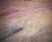 unique erosion on a rock surface with dried grass between the rocks; nevada united states of america