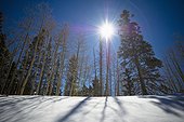 sunlight shines over the trees as they cast shadows onto the snow; new mexico united states of america