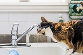 House cat drinks from the kitchen tap; St. Albert, Alberta, Canada