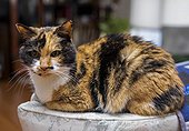 Cat lying on a cushion at home; St. Albert, Alberta, Canada