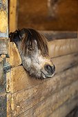 Head of a donkey peers out over the wooden fence in a stall inside a barn in an equine centre; Westlock, Alberta, Canada