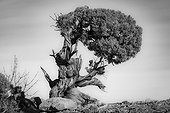 Black and white image of a very old twisted and gnarled Juniper tree in Canyonlands National Park; Moab, Utah, United States of America