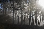 The mist laden rays of the sun through coastal trees at Ruby Beach on the Olympic Peninsula, Olympic National Forest, Washington State; Kalaloch, Washington, United States of America