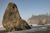 Sea stacks at Ruby Beach on Olympic Peninsula in the Olympic National Park on the Washington Coast. The near rock formation looks like a Walrus rearing; Forks, Washington, United States of America