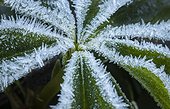 Close-up detail of ice crystals of the frost on a cold Winter morning on the leaves of a Hellobore plant in Western Washington; Olympia, Washington, United States of America