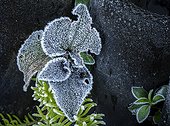 Frost on a cold winter morning on the leaves of a Labrador Violet (Viola labradorica) plant in Western Washington; Olympia, Washington, United States of America