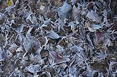 Frost covered fallen leaves in Western Washington in winter; Olympia, Washington, United States of America